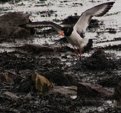 landing zone