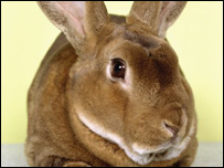 A Rabbit