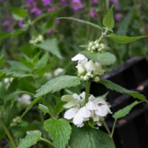 Lamium