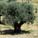 Kidron Valley