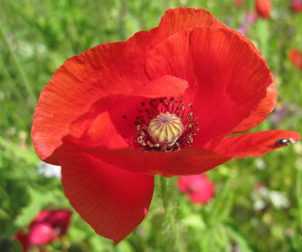 A flower close up