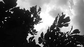 Shadow Of The...