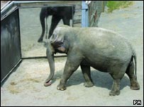 elephant203.jpg