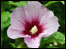 Tree hollyhock