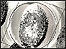magnifying glass