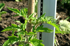 tallest_tomato.jpg