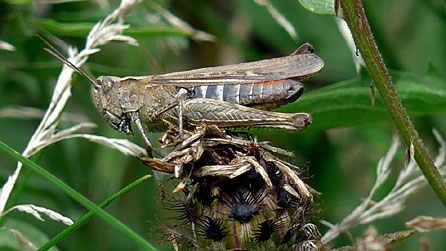 grasshopper_mike_davies.jpg