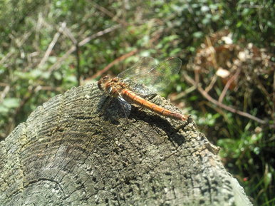Dragonfly