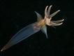 Anjo-do-mar (Clione limacina) Foto: Natalia Chervyakova