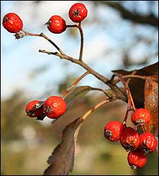10_berries.jpg