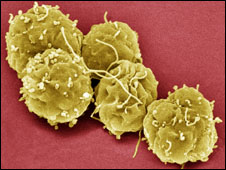 Stem cells