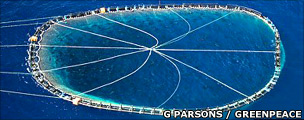 Purse seine net