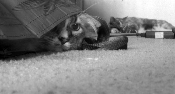 Cats