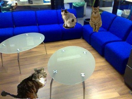 glasscata.JPG
