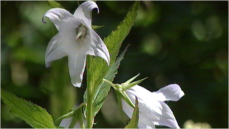 Giant Bell flower
