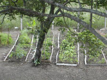 my vegetable garden