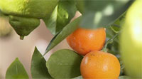 citrus