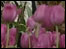 Tulipas em Istambul