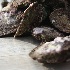 oyster.jpg