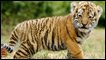 Tigre