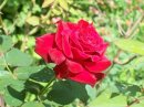A rose from my house´s garden.