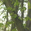 Carpinus betulus
