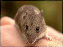 Wood Mouse