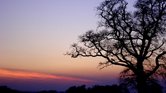 By the oak tree...