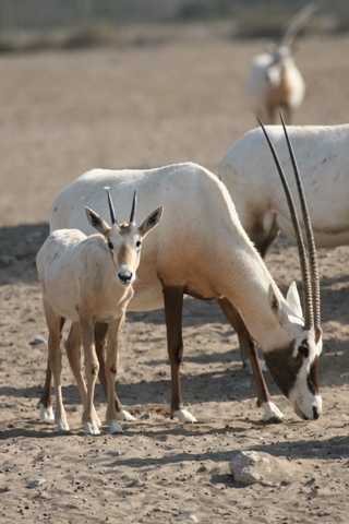 oryxtessa.JPG