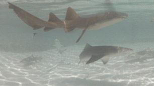 Lemon Shark