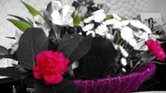 Flower cross... Flower cross...