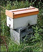 Bee hive