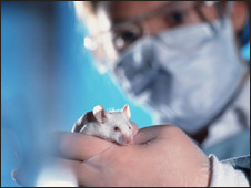 Lab mouse