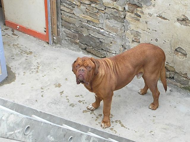 Hooch the Merciless