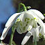 Snowdrop