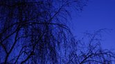 Blue light