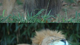 Superuberliondeathray...