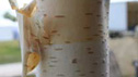 Betula utilis