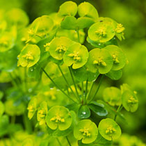 Euphorbia amygdaloides var. robbiae