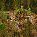 Spot the Little Owls