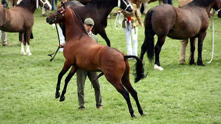 Stallion