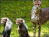 cheeta