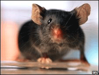 Rato