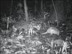 Joseph Kolowski / BBC Wildlife Magazine