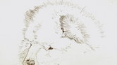 Chow Chow sketch...