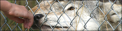 Wolves at the UK Wolf Conservation Trust