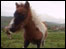 Pony