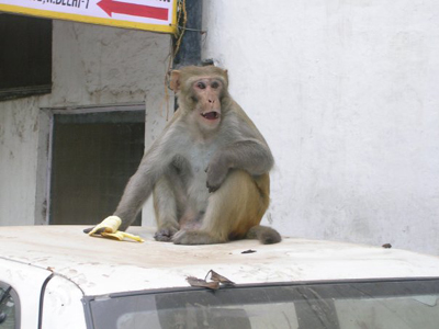monkey_pm.jpg