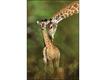 Girafa (Foto: Steve Bloom)