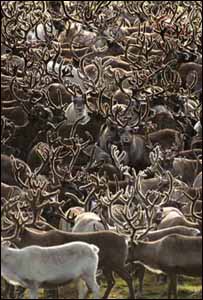 Alces no Alasca